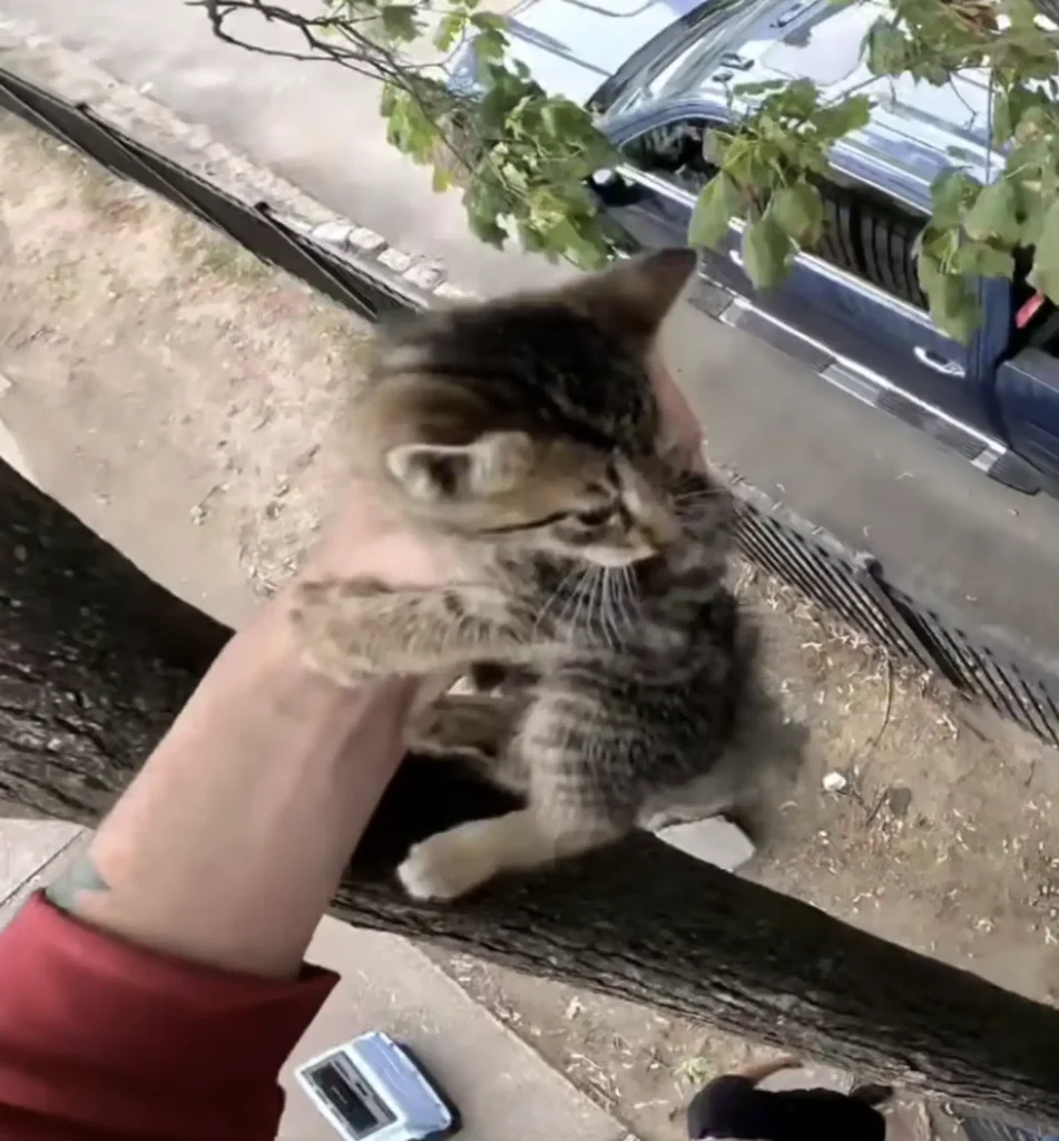 kitten-tree-rescue-2-951x1024 Heroic Rescue: Man Saves Screaming Kitten Falling from a Tree