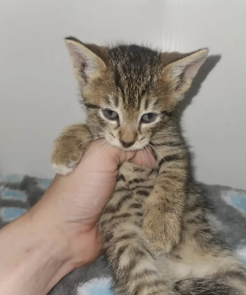 kitten-tree-rescue-3-854x1024 Heroic Rescue: Man Saves Screaming Kitten Falling from a Tree