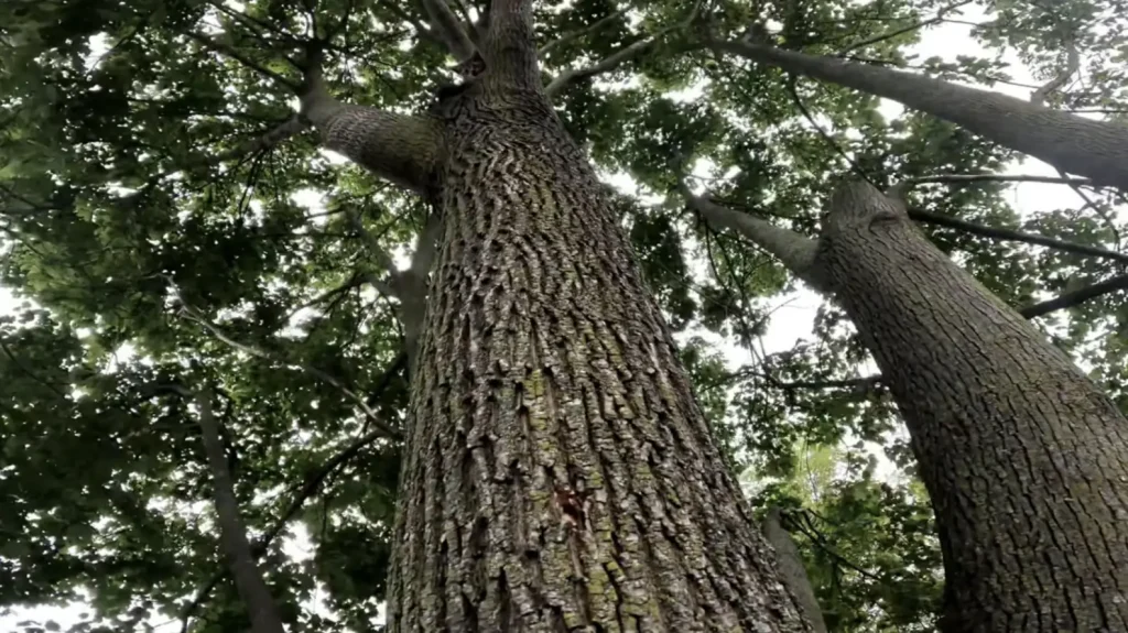 kitten-tree-rescue.-1-1024x575 Heroic Rescue: Man Saves Screaming Kitten Falling from a Tree