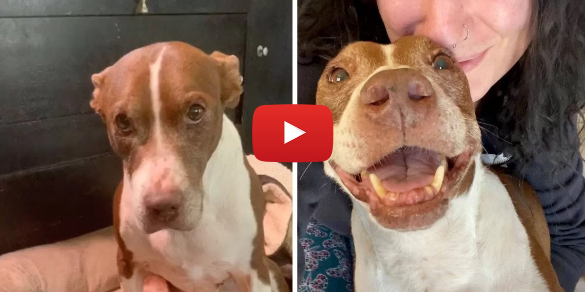 reese-best-surprise Dog Who ‘Almost Died From Broken Heart’ Gets The Best Surprise